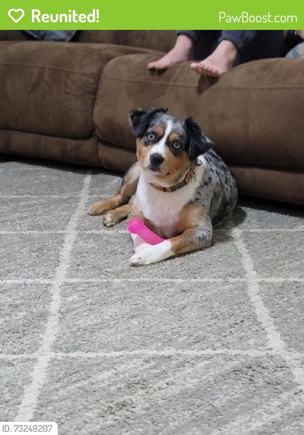 Reunited Male Dog last seen Hwy77 & hwy 20 , Banks pond, Southport, FL 32409