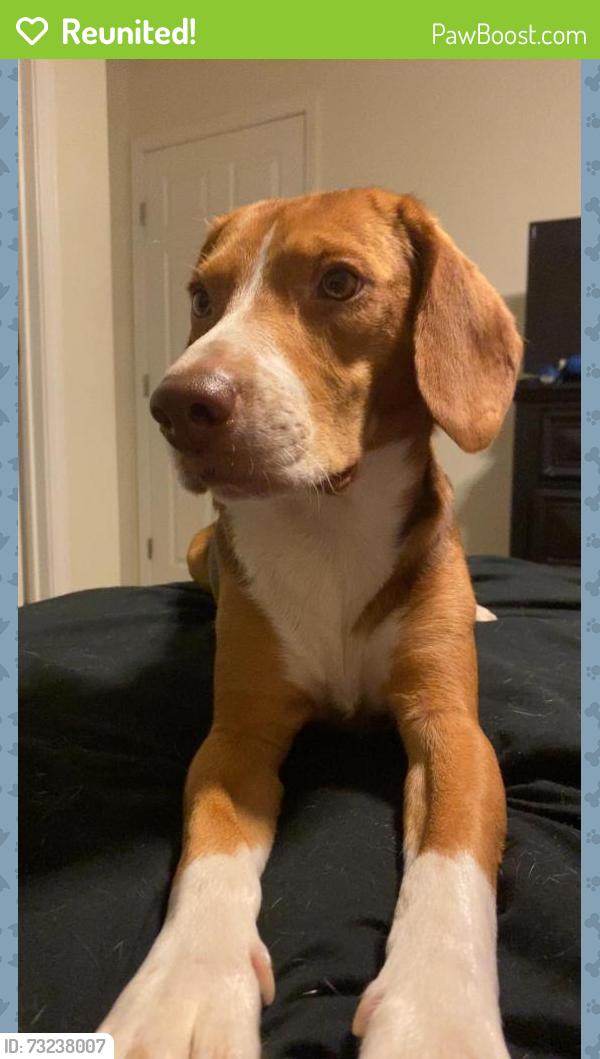 Reunited Male Dog last seen Jonesboro rd, McDonough, GA 30253