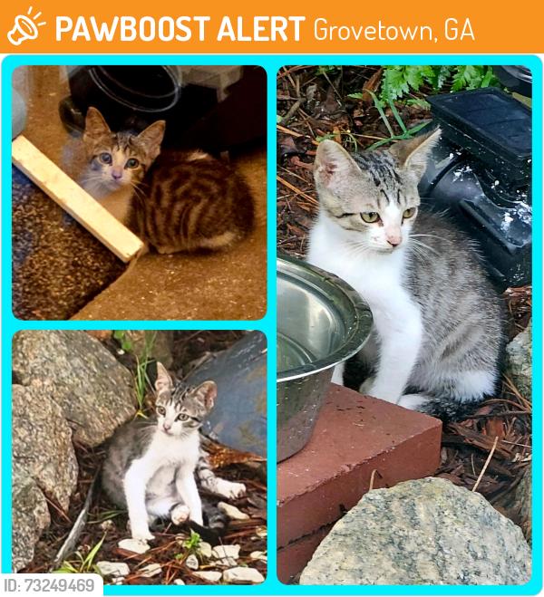 Found/Stray Unknown Cat last seen Between Goodale Park and Neighborhood Walmart in Grovetown, GA, Grovetown, GA 30813