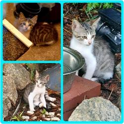 Found/Stray Unknown Cat last seen Between Goodale Park and Neighborhood Walmart in Grovetown, GA, Grovetown, GA 30813