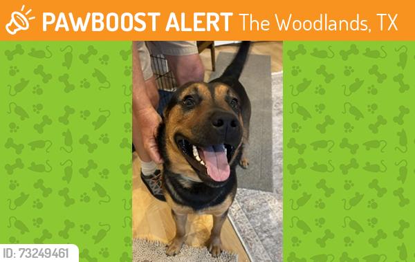 Found/Stray Male Dog last seen Near The Woodlands Country Club, Tournament Course, The Woodlands, TX 77380