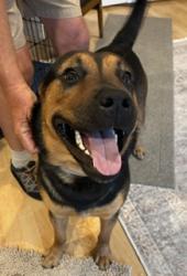 Found/Stray Male Dog last seen Near The Woodlands Country Club, Tournament Course, The Woodlands, TX 77380