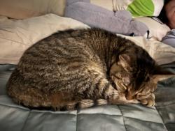 Reunited Female Cat last seen Westlawn Dr and Barrett Road, Falls Church, VA 22042