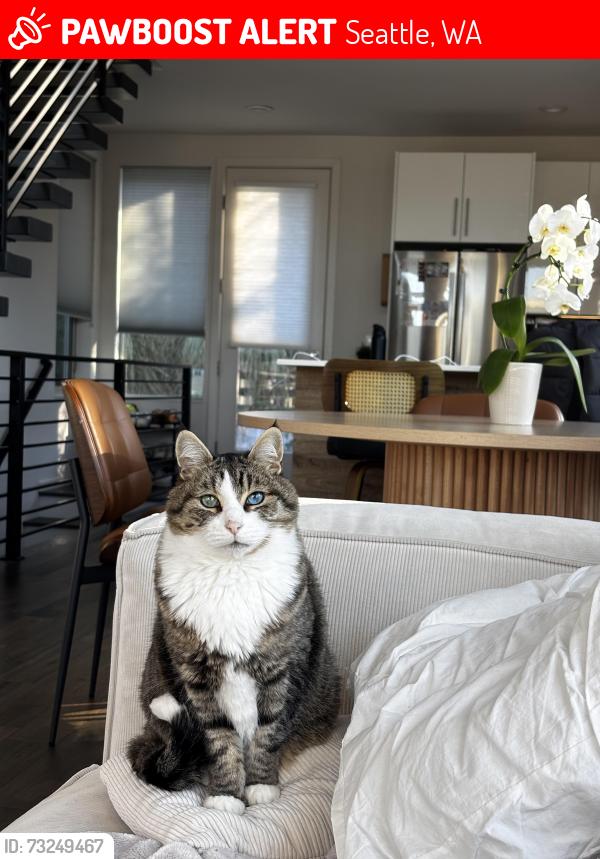 Lost Male Cat last seen Queen Anne / Interbay, Seattle, WA 98119