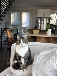 Lost Male Cat last seen Queen Anne / Interbay, Seattle, WA 98119