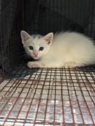 Shelter Stray Male Cat last seen Bexar County, 3353 Morningside Dr, New Braunfels, TX 78132, USA