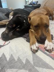 Lost Female Dog last seen Wagley Robertson and cone flower, Fort Worth, TX 76131