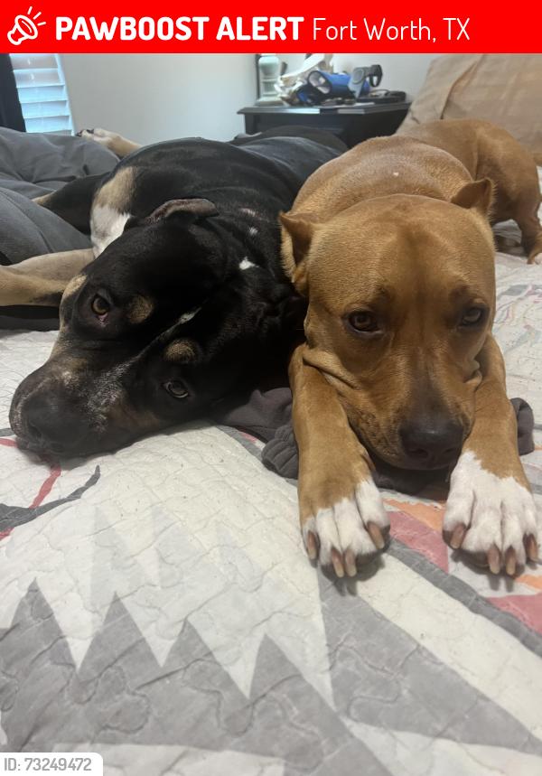Lost Female Dog last seen Wagley Robertson and cone flower, Fort Worth, TX 76131