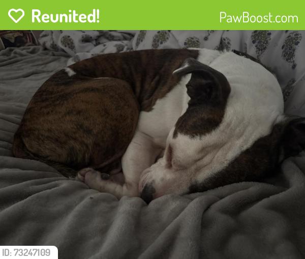 Reunited Male Dog last seen Commercial way, Spring Hill, FL 34606