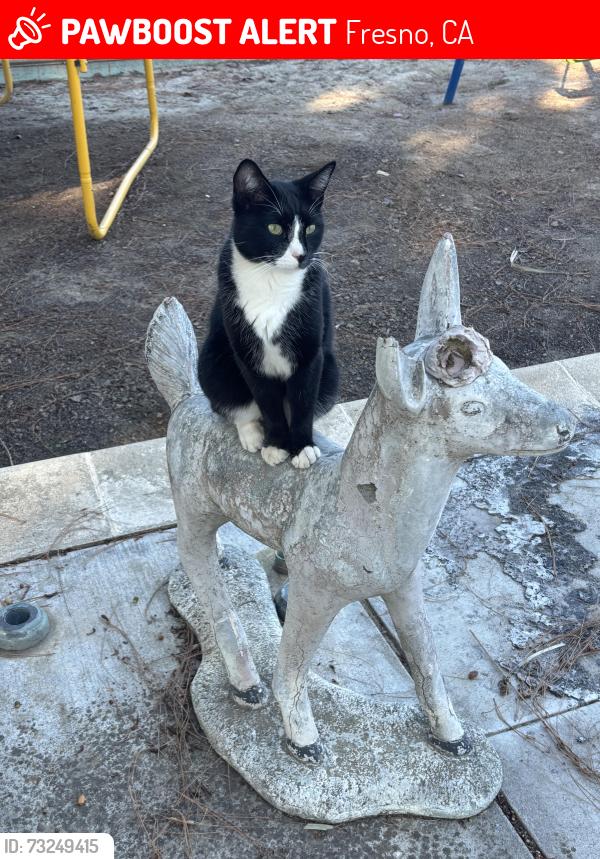 Lost Male Cat last seen Chateau Fresno and Jensen, Monroe and jensen, Fresno, CA 93706