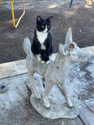 Lost Male Cat last seen Chateau Fresno and Jensen, Monroe and jensen, Fresno, CA 93706