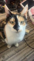 Reunited Female Cat last seen Dagenham RM10, Greater London, England RM10 8AE