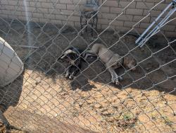 Found/Stray Male Dog last seen Hwy 18 between Kiowa and Flathead road, Apple Valley, CA 92307