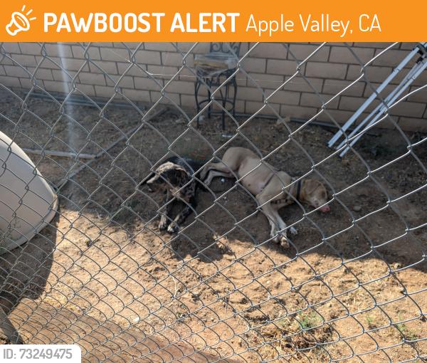 Found/Stray Male Dog last seen Hwy 18 between Kiowa and Flathead road, Apple Valley, CA 92307