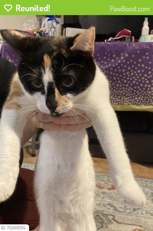 Reunited Female Cat last seen Warfield Road, Gaithersburg, MD 20882