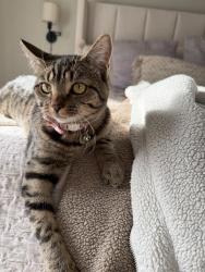 Lost Female Cat last seen South Kelton PL, Boise, ID 83716