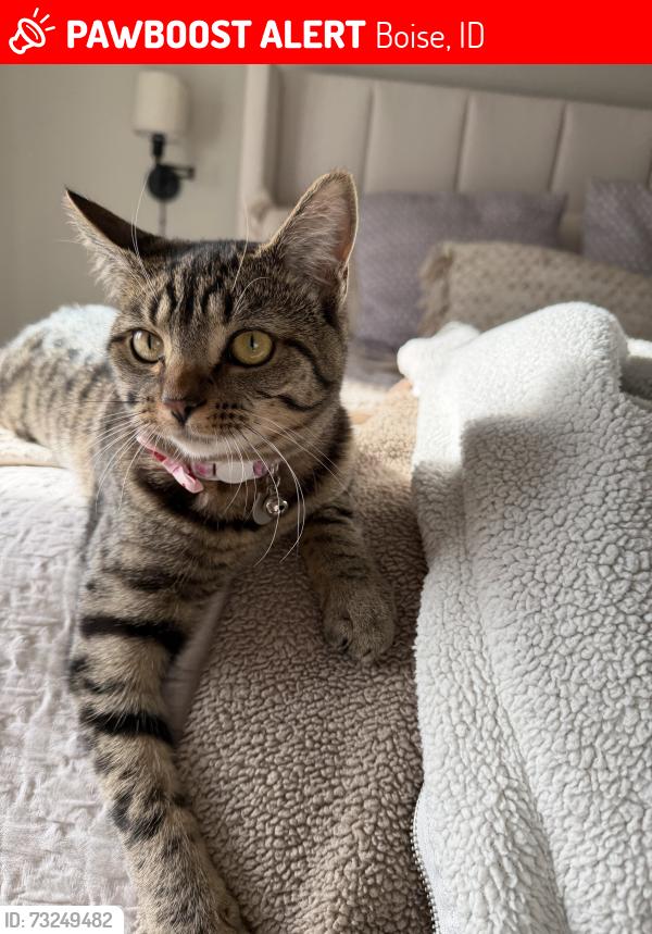 Lost Female Cat last seen South Kelton PL, Boise, ID 83716