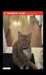 Reunited Male Cat last seen Ruth street and imperial, Lynwood, CA 90262