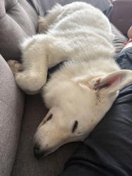 Reunited Female Dog last seen Near N Branch River Road in Branchburg, NJ, Branchburg, NJ 08876
