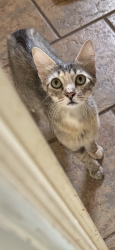 Found/Stray Female Cat last seen College and Country Club, Conway, AR 72034