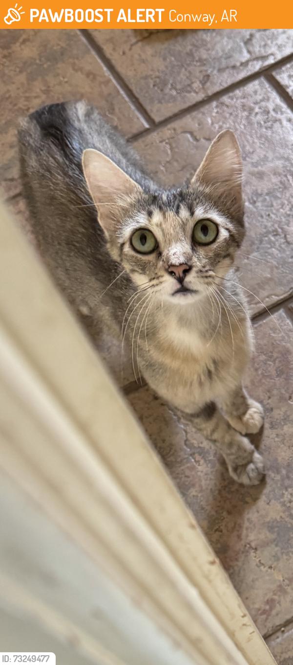 Found/Stray Female Cat last seen College and Country Club, Conway, AR 72034