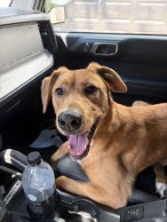 Found/Stray Female Dog last seen 42nd ave n near Elkins, Nashville, TN 37209