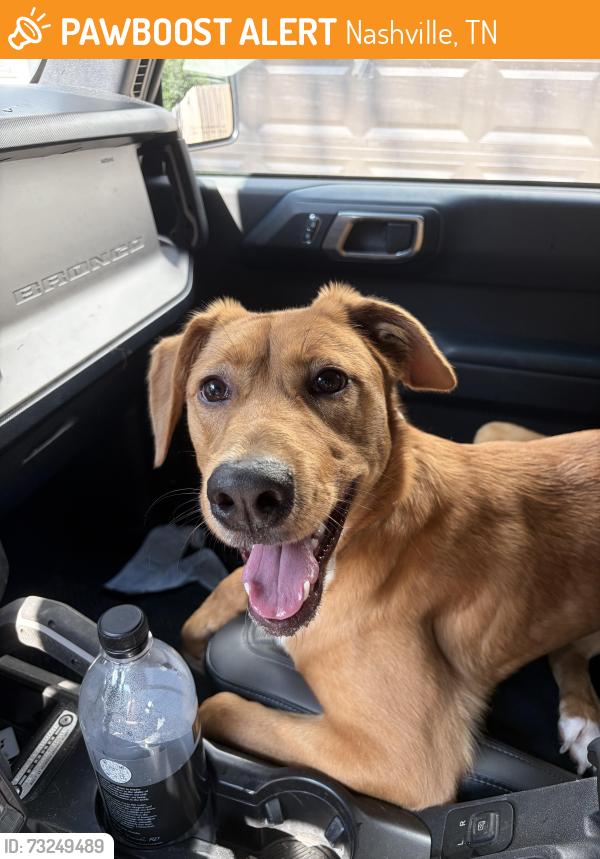 Found/Stray Female Dog last seen 42nd ave n near Elkins, Nashville, TN 37209