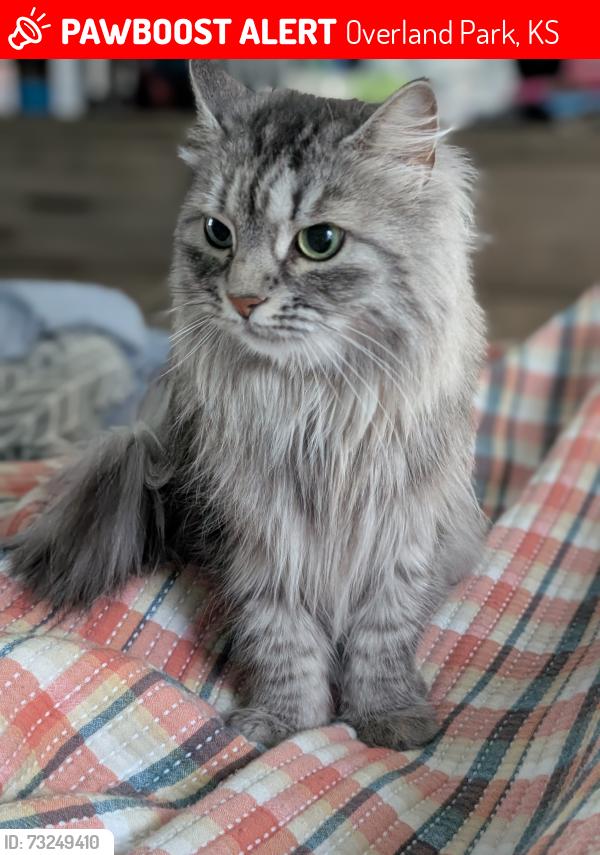 Lost Female Cat last seen Antioch and W 128th St, Overland Park, KS 66213