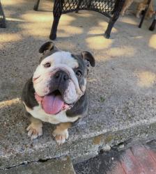 Lost Female Dog last seen Eastside, Fort Worth, TX 76105