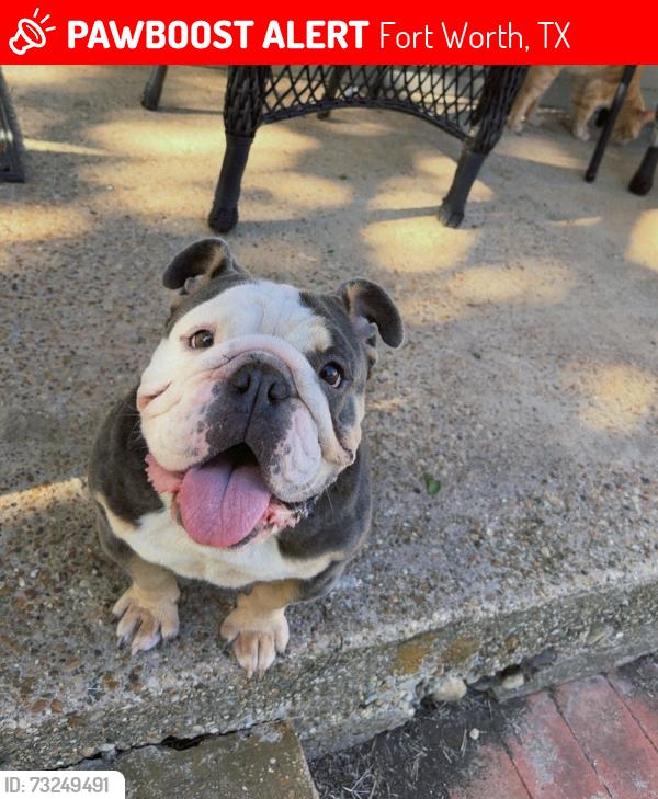 Lost Female Dog last seen Eastside, Fort Worth, TX 76105