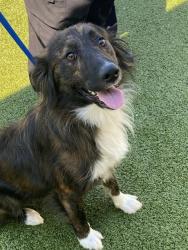 Shelter Stray Male Dog last seen Near BLOCK GREENCREST DR, LINDEN NC 28356, 4704 Corporation Dr, Fayetteville, NC 28306, USA