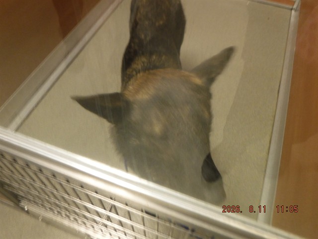 Shelter Stray Male Dog last seen Near BLOCK NW 111TH ST, 3599 NW 79th Ave, Doral, FL 33122, USA