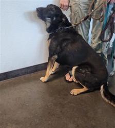 Shelter Stray Female Dog last seen , West Valley Animal Shelter, 20655 Plummer St, Chatsworth, CA 91311, USA