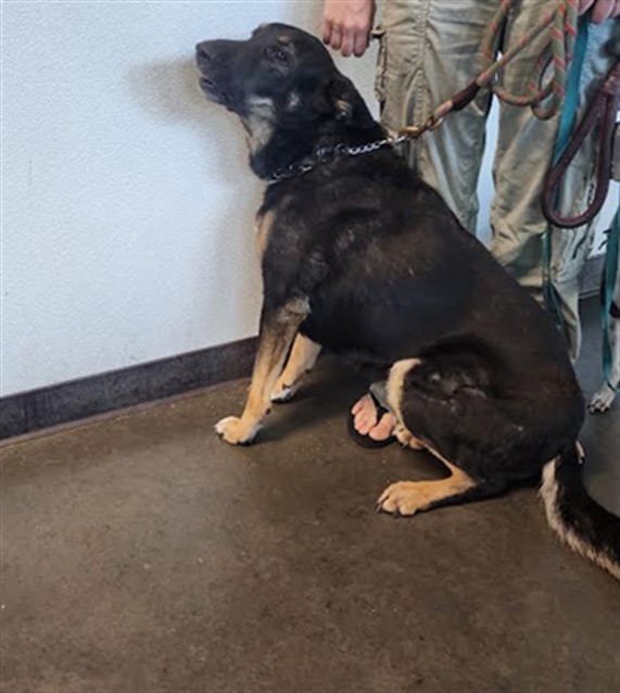 Shelter Stray Female Dog last seen , West Valley Animal Shelter, 20655 Plummer St, Chatsworth, CA 91311, USA