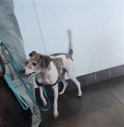 Shelter Stray Male Dog last seen , West Valley Animal Shelter, 20655 Plummer St, Chatsworth, CA 91311, USA