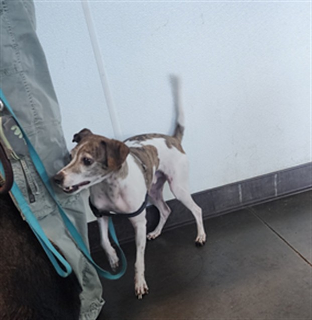 Shelter Stray Male Dog last seen , West Valley Animal Shelter, 20655 Plummer St, Chatsworth, CA 91311, USA