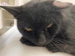 Shelter Stray Male Cat last seen Near BLOCK W OHIO AVE, 3839 W Burnham St, West Milwaukee, WI 53215, USA