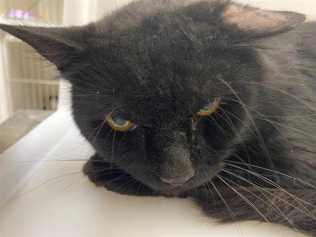 Shelter Stray Male Cat last seen Near BLOCK W OHIO AVE, 3839 W Burnham St, West Milwaukee, WI 53215, USA