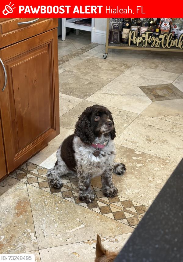Lost Female Dog last seen W 8th Ave , w 4th ave, Hialeah, FL 33012