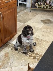 Lost Female Dog last seen W 8th Ave , w 4th ave, Hialeah, FL 33012