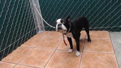 Shelter Stray Male Dog last seen , 11258 Garfield Ave, Downey, CA 90242, USA