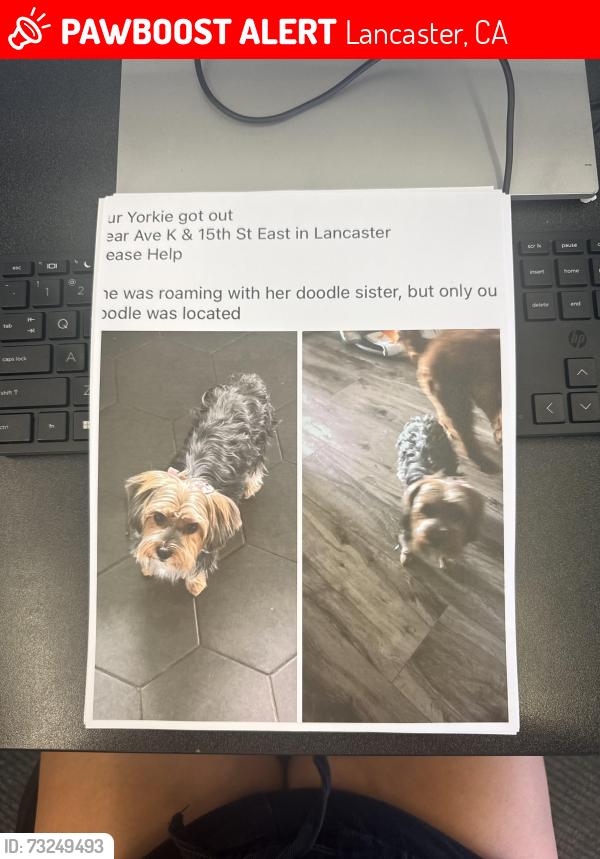 Lost Female Dog last seen 15th street east, Lancaster ca & ave K, Lancaster, CA 93535