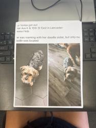 Lost Female Dog last seen 15th street east, Lancaster ca & ave K, Lancaster, CA 93535