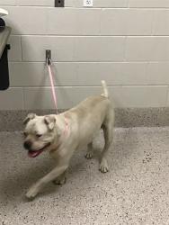 Shelter Stray Male Dog last seen 128TH/POWHATAN, 12155 Park Blvd, Brighton, CO 80601, USA