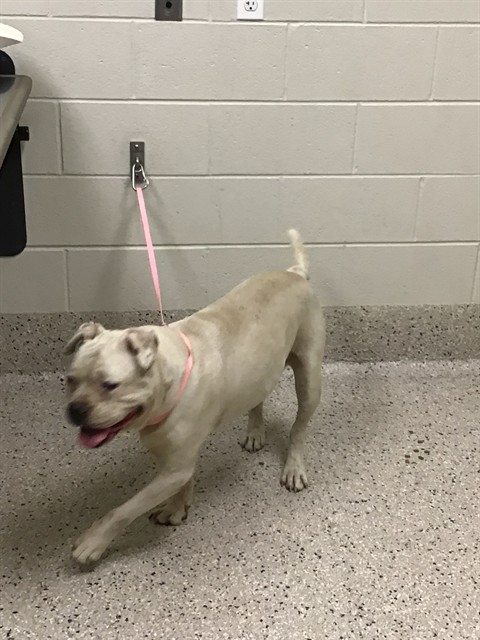 Shelter Stray Male Dog last seen 128TH/POWHATAN, 12155 Park Blvd, Brighton, CO 80601, USA