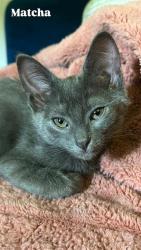 Shelter Stray Male Cat last seen CHARLOTTE, 8315 Byrum Dr, Charlotte, NC 28217, USA