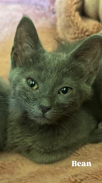 Shelter Stray Female Cat last seen CHARLOTTE, 8315 Byrum Dr, Charlotte, NC 28217, USA