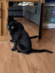 Lost Female Cat last seen Lakeshore Rd E and Cumberland Dr, Mississauga, ON L5G 1G8