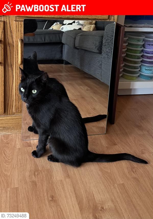 Lost Female Cat last seen Lakeshore Rd E and Cumberland Dr, Mississauga, ON L5G 1G8