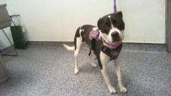 Shelter Stray Female Dog last seen CHARLOTTE, 8315 Byrum Dr, Charlotte, NC 28217, USA